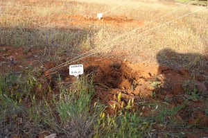 Hops in Ground